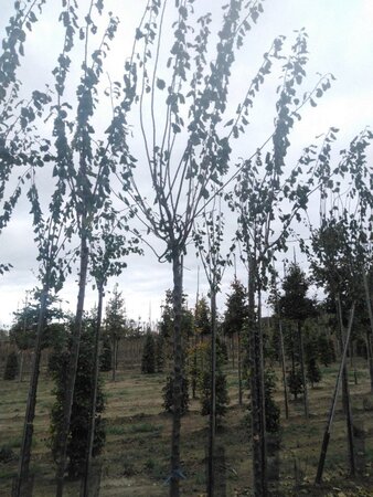 Prunus d. 'Belle de Louvain' 14-16 Hoogstam wortelgoed 3 X verplant boven vered. 225 cm stam