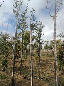 Prunus d. 'Belle de Louvain' 6-8 Hoogstam wortelgoed boven vered.