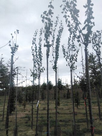 Prunus d. 'Belle de Louvain' 6-8 Hoogstam wortelgoed boven vered. 225 cm stam