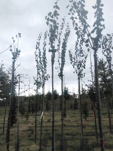 Prunus d. 'Belle de Louvain' 6-8 Hoogstam wortelgoed boven vered. 225 cm stam