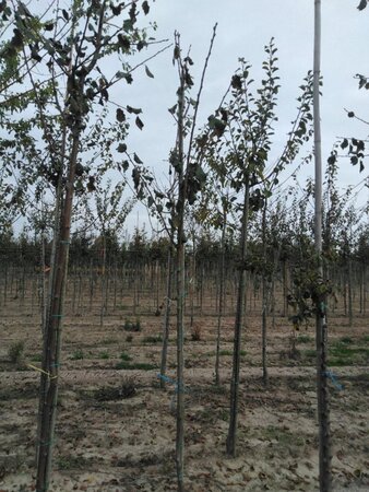 Prunus d. 'Belle de Louvain' 6-8 Hoogstam wortelgoed onder vered.