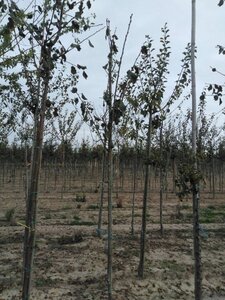 Prunus d. 'Belle de Louvain' 6-8 Hoogstam wortelgoed onder vered.