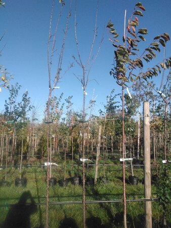 Prunus d. 'Belle de Louvain' 8-10 Hoogstam BAG - afbeelding 1