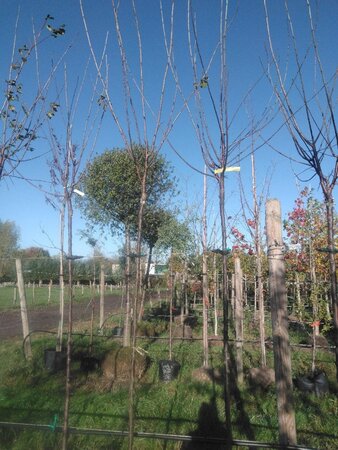 Prunus d. 'Belle de Louvain' 8-10 Hoogstam BAG - afbeelding 2