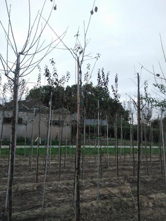 Prunus d. 'Belle de Louvain' 8-10 STA4 BR top grafted