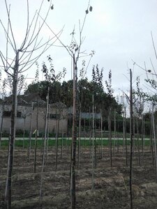 Prunus d. 'Belle de Louvain' 8-10 STA4 BR top grafted