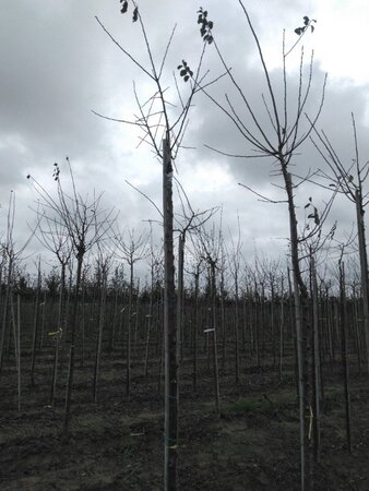 Prunus d. 'Belle de Louvain' 8-10 Hoogstam wortelgoed boven vered. 200 cm stam - afbeelding 2
