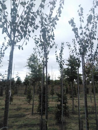 Prunus d. 'Belle de Louvain' 8-10 Hoogstam wortelgoed boven vered. 200 cm stam - afbeelding 1