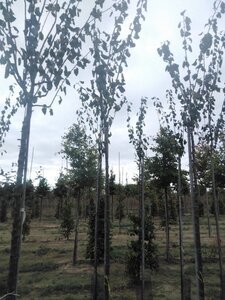 Prunus d. 'Belle de Louvain' 8-10 Hoogstam wortelgoed boven vered. 200 cm stam