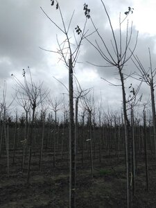 Prunus d. 'Belle de Louvain' 8-10 STA4 BR top grafted 200 cm stem