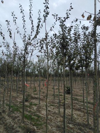 Prunus d. 'Belle de Louvain' 8-10 STA4 BR bottom grafted