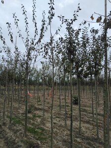 Prunus d. 'Belle de Louvain' 8-10 STA4 BR bottom grafted