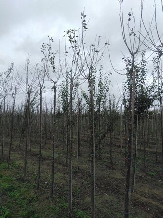 Prunus d. 'Hauszwetsche' = 'Altesse Simple' 10-12 Hoogstam wortelgoed boven vered. 225 cm stam