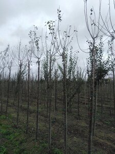 Prunus d. 'Hauszwetsche' = 'Altesse Simple' 10-12 Hoogstam wortelgoed boven vered. 225 cm stam