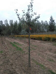 Prunus d. 'Hauszwetsche' = 'Altesse Simple' 10-12 Hoogstam wortelgoed boven vered. - afbeelding 3