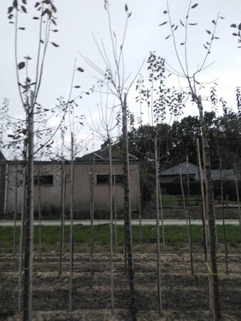 Prunus d. 'Hauszwetsche' = 'Altesse Simple' 10-12 Hoogstam wortelgoed boven vered. - afbeelding 1