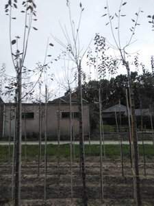 Prunus d. 'Hauszwetsche' = 'Altesse Simple' 10-12 Hoogstam wortelgoed boven vered.