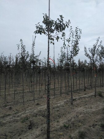 Prunus d. 'Hauszwetsche' = 'Altesse Simple' 10-12 Hoogstam wortelgoed boven vered. - afbeelding 2