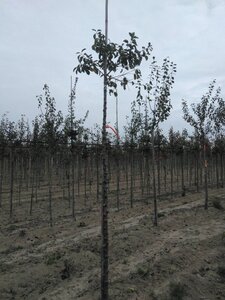 Prunus d. 'Hauszwetsche' = 'Altesse Simple' 10-12 Hoogstam wortelgoed boven vered. - afbeelding 2