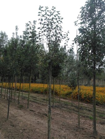 Prunus d. 'Hauszwetsche' = 'Altesse Simple' 12-14 Hoogstam wortelgoed 2 X verplant boven vered.