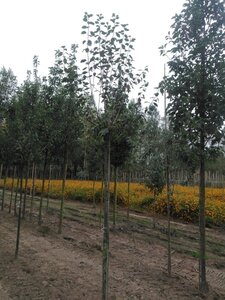 Prunus d. 'Hauszwetsche' = 'Altesse Simple' 12-14 Hoogstam wortelgoed 2 X verplant boven vered.