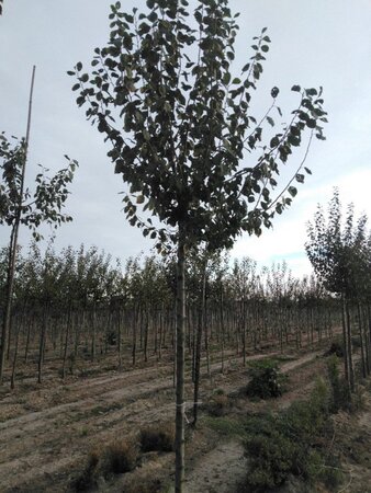 Prunus d. 'Hauszwetsche' = 'Altesse Simple' 12-14 Hoogstam wortelgoed 2 X verplant onder vered. - afbeelding 1