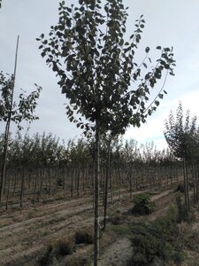 Prunus d. 'Hauszwetsche' = 'Altesse Simple' 12-14 Hoogstam wortelgoed 2 X verplant onder vered.