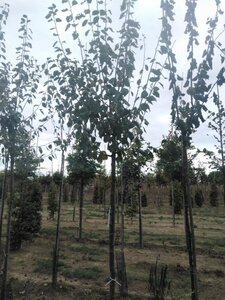 Prunus d. 'Hauszwetsche' = 'Altesse Simple' 12-14 Hoogstam wortelgoed 2 X verplant onder vered. - afbeelding 2