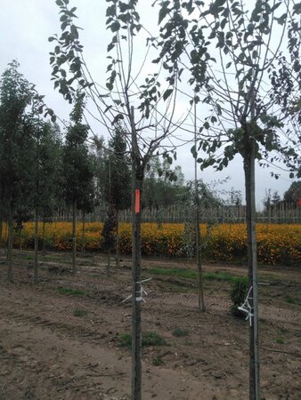 Prunus d. 'Hauszwetsche' = 'Altesse Simple' 12-14 Hoogstam wortelgoed 2 X verplant 180 cm stam