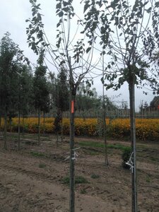 Prunus d. 'Hauszwetsche' = 'Altesse Simple' 12-14 Hoogstam wortelgoed 2 X verplant 180 cm stam