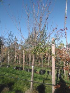 Prunus d. 'Hauszwetsche' = 'Altesse Simple' 20-25 Halfstam draadkluit 3 X verplant
