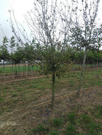 Prunus d. 'Hauszwetsche' = 'Altesse Simple' 25-30 Halfstam draadkluit