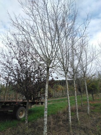 Prunus d. 'Hauszwetsche' = 'Altesse Simple' 25-30 Hoogstam draadkluit 3 X verplant boven vered. - afbeelding 1