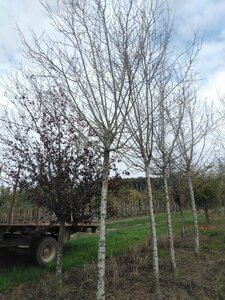 Prunus d. 'Hauszwetsche' = 'Altesse Simple' 25-30 STA WRB 3 X V top grafted