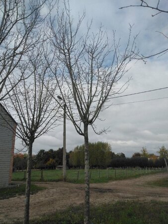 Prunus d. 'Hauszwetsche' = 'Altesse Simple' 25-30 STA WRB 3 X V top grafted - image 2