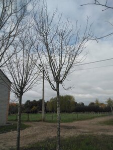 Prunus d. 'Hauszwetsche' = 'Altesse Simple' 25-30 STA WRB 3 X V top grafted - image 2