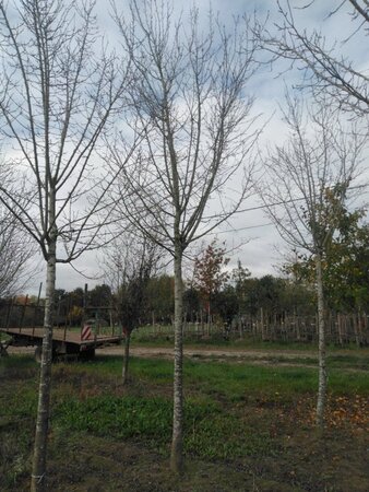 Prunus d. 'Hauszwetsche' = 'Altesse Simple' 30-35 Hoogstam draadkluit 3 X verplant onder vered.