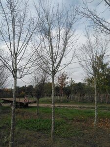 Prunus d. 'Hauszwetsche' = 'Altesse Simple' 30-35 STA WRB 3 X V bottom grafted