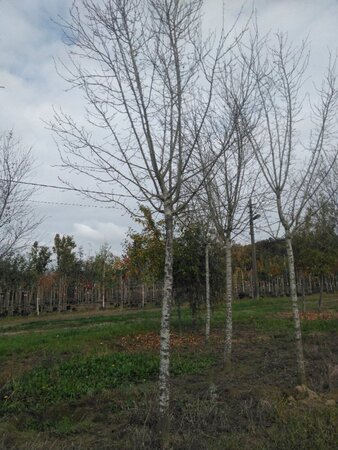 Prunus d. 'Hauszwetsche' = 'Altesse Simple' 30-35 Hoogstam draadkluit boven vered. 4 X verplant