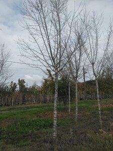 Prunus d. 'Hauszwetsche' = 'Altesse Simple' 30-35 STA WRB top grafted 4 X V