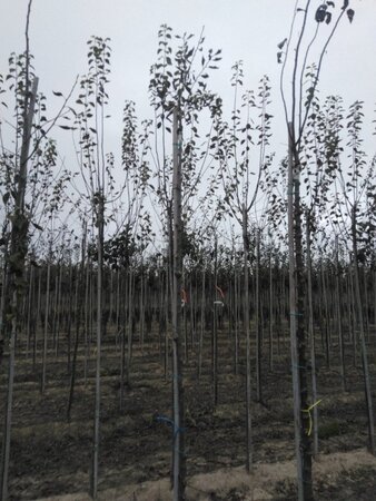 Prunus d. 'Hauszwetsche' = 'Altesse Simple' 6-8 Hoogstam wortelgoed boven vered. - afbeelding 1