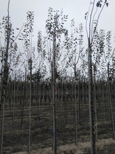 Prunus d. 'Hauszwetsche' = 'Altesse Simple' 6-8 Hoogstam wortelgoed boven vered.