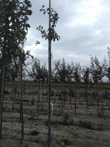 Prunus d. 'Hauszwetsche' = 'Altesse Simple' 6-8 Hoogstam wortelgoed boven vered. - afbeelding 2