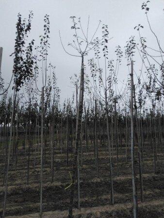 Prunus d. 'Hauszwetsche' = 'Altesse Simple' 8-10 Hoogstam wortelgoed boven vered.