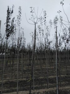 Prunus d. 'Hauszwetsche' = 'Altesse Simple' 8-10 Hoogstam wortelgoed boven vered.