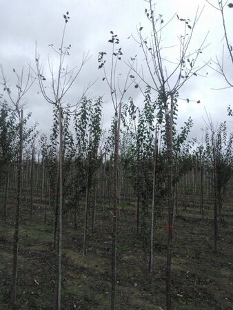Prunus d. 'Hauszwetsche' = 'Altesse Simple' 8-10 STA4 BR top grafted 200 cm stem