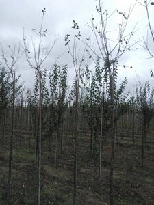 Prunus d. 'Hauszwetsche' = 'Altesse Simple' 8-10 STA4 BR top grafted 200 cm stem