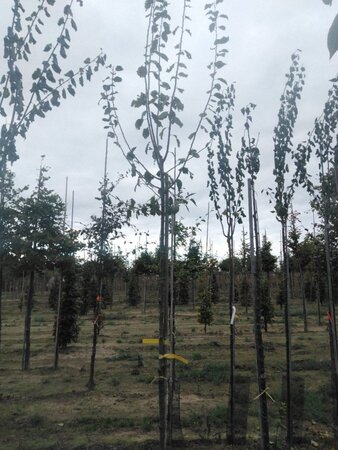 Prunus d. 'Hauszwetsche' = 'Altesse Simple' 8-10 Hoogstam wortelgoed onder vered. - afbeelding 2