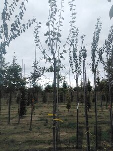 Prunus d. 'Hauszwetsche' = 'Altesse Simple' 8-10 Hoogstam wortelgoed onder vered. - afbeelding 2