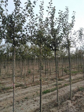 Prunus d. 'Hauszwetsche' = 'Altesse Simple' 8-10 Hoogstam wortelgoed onder vered.